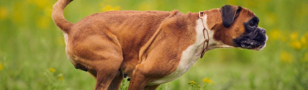 colite histiocytaire du chien (comme le boxer)