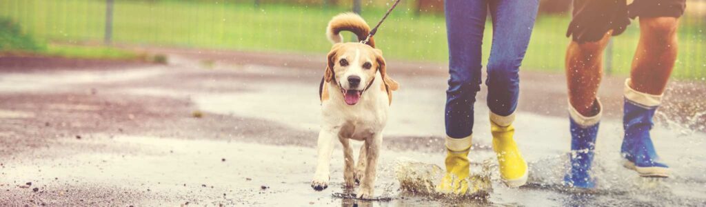 combien de temps promener son chien ?