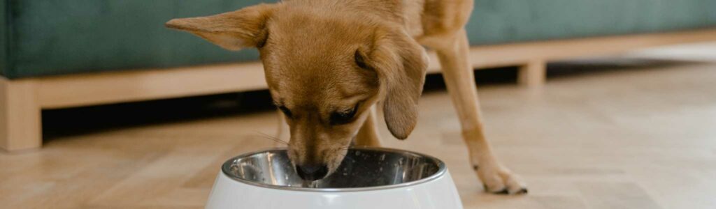 comment choisir les bonnes croquettes pour mon chien