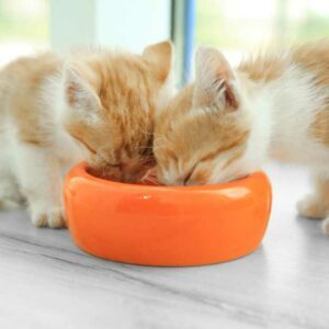 comment déterminer quantité croquettes pour nourrir chaton