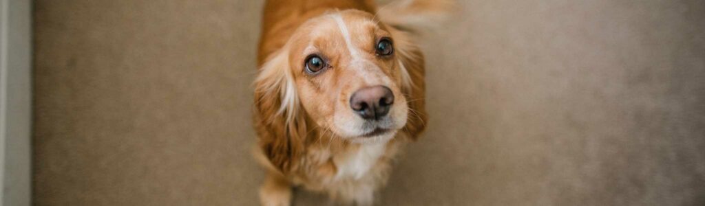 comment nettoyer les yeux de son chien (vidéo)