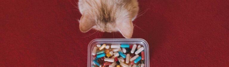 compléments alimentaires pour chats