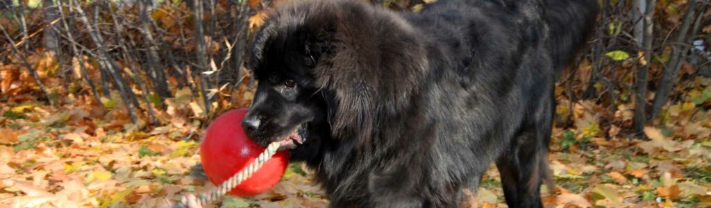 cystinurie chez le chien