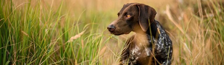 dangers des épillets chez les chiens et les chats