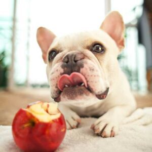 dangers potentiels pomme pour les chiens