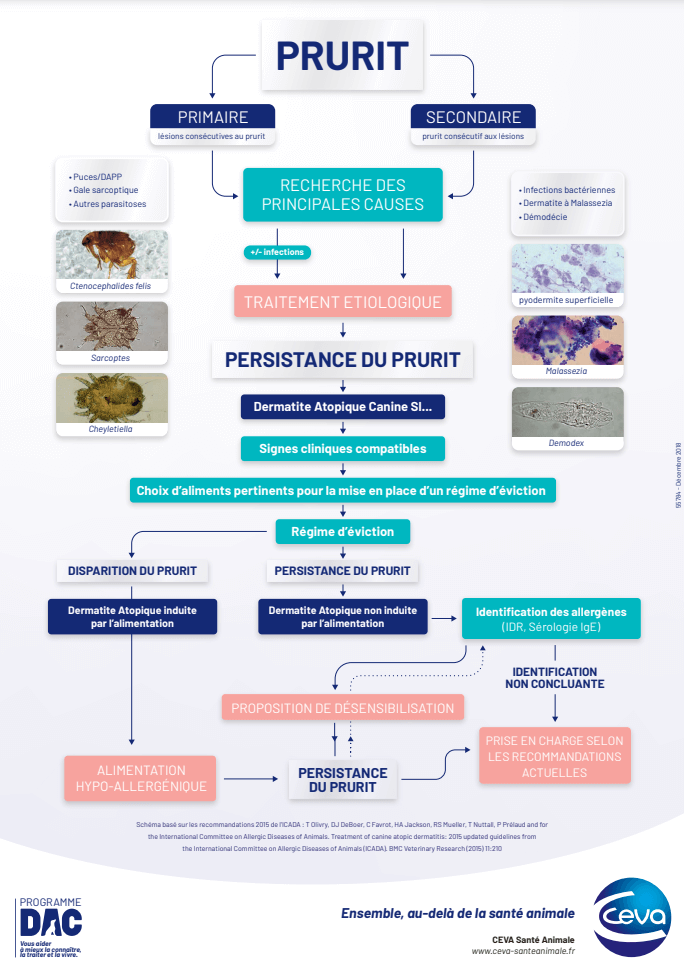 démarche diagnostic atopie canine