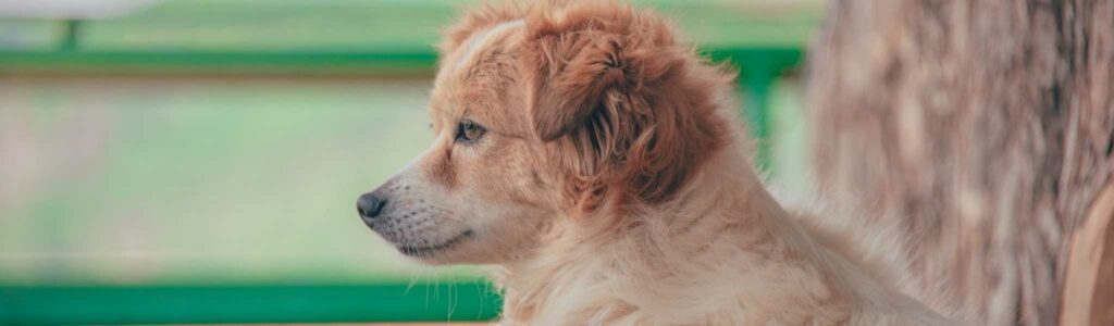 les différentes maladies de peau (dermatoses) du chien