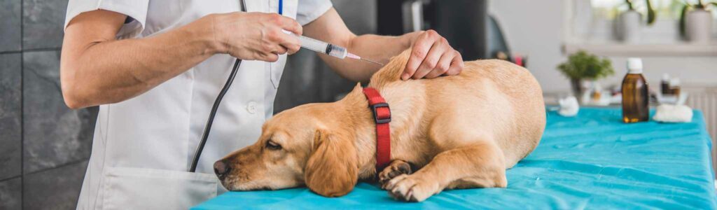 effets indésirables des vaccins chez le chien