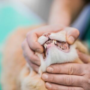 examiner gueule chat à la recherche de tartre ou d'une gingivite