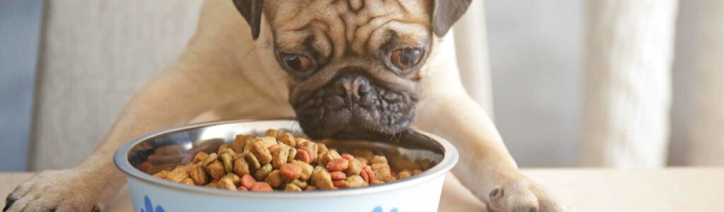 faut-il mouiller les croquettes de son chien ?