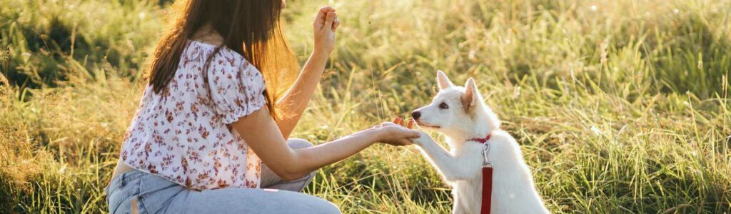 friandises dressage pour chiens