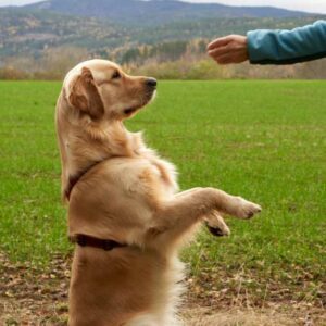 friandise pour récompenser chien pendant séance éducation