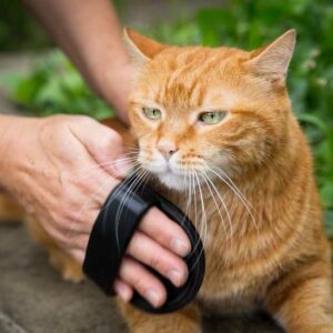 gants de toilettage pour chats