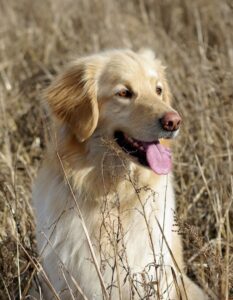 golden-retriever