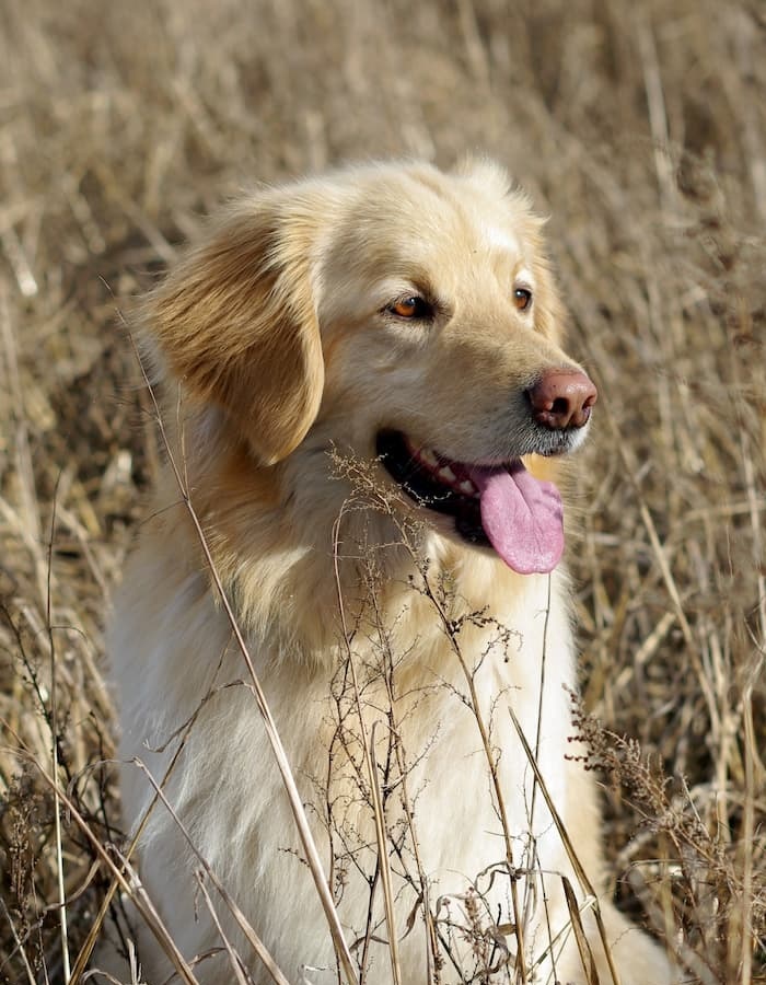 golden-retriever