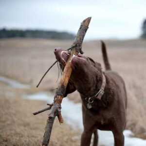 mâcher bois dangereux pour les chiens