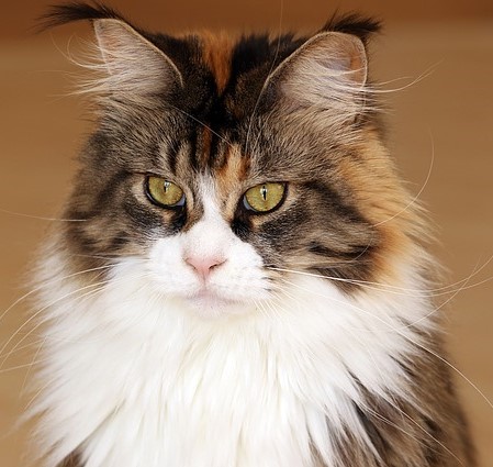 Maine Coon aux poils long et aux yeux verts