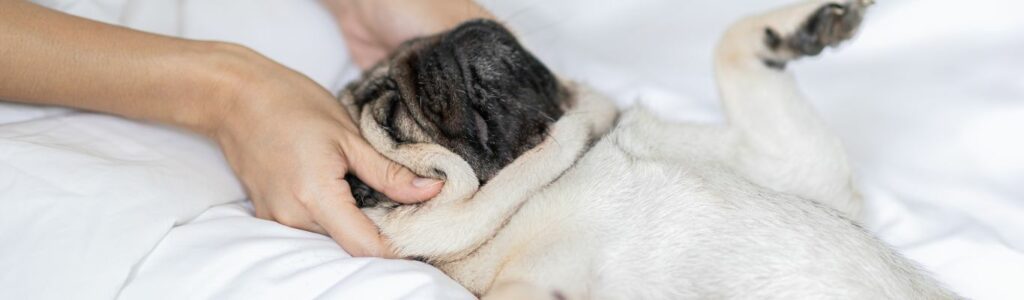 massage chez le chien