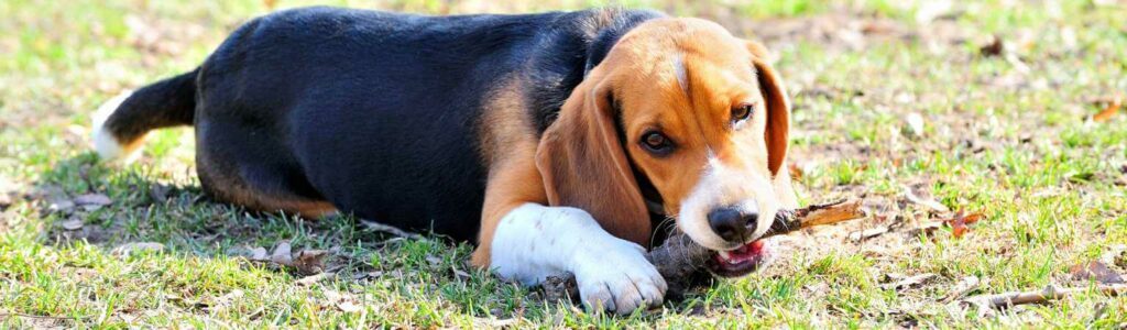 la mastication un besoin naturel chez le chien