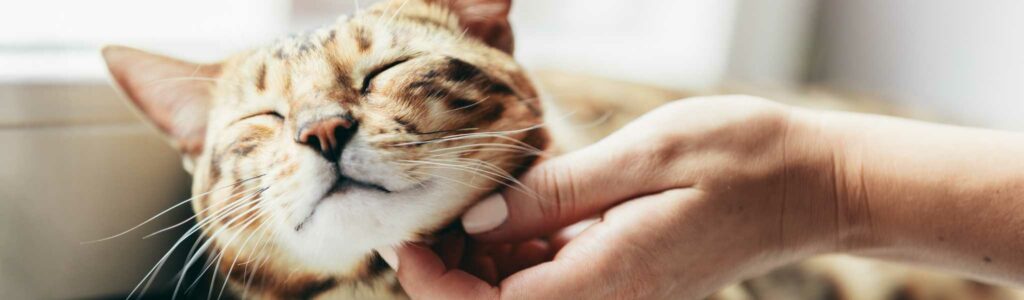 meilleur anti-stress pour chat