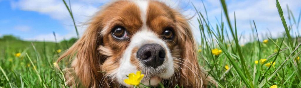 meilleures croquettes pour cavalier king charles