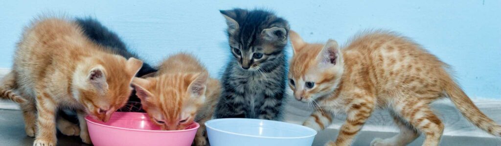 meilleures croquettes pour chatons