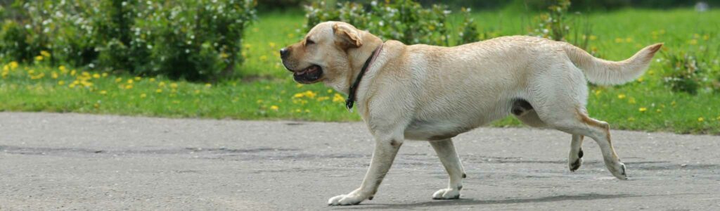 les meilleures croquettes pour labrador retriever