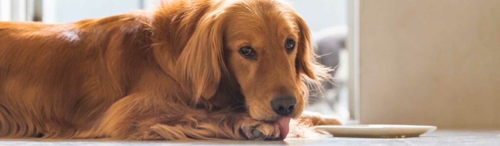 Mon chien se lèche les pattes