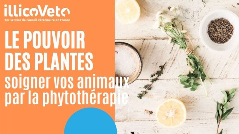 Phytothérapie pour soigner vos animaux