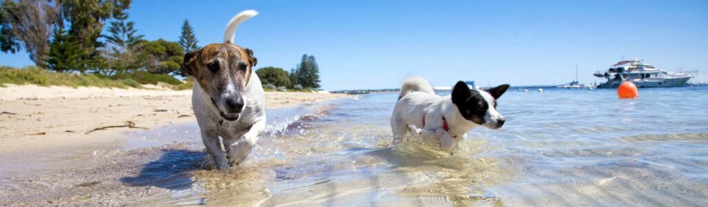 protéger son chien du soleil et de la chaleur