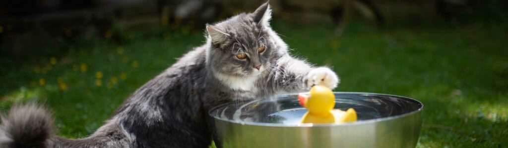 rafraîchir son chat en cas de forte chaleur