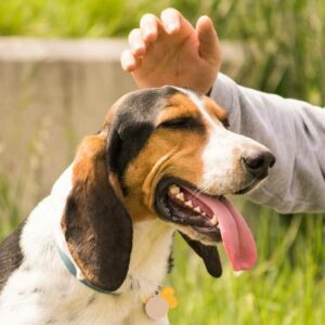 récompenser son chien avec une caresse