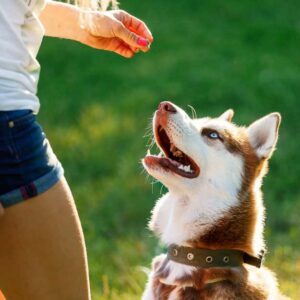 récompenses pour chien sous forme de friandises