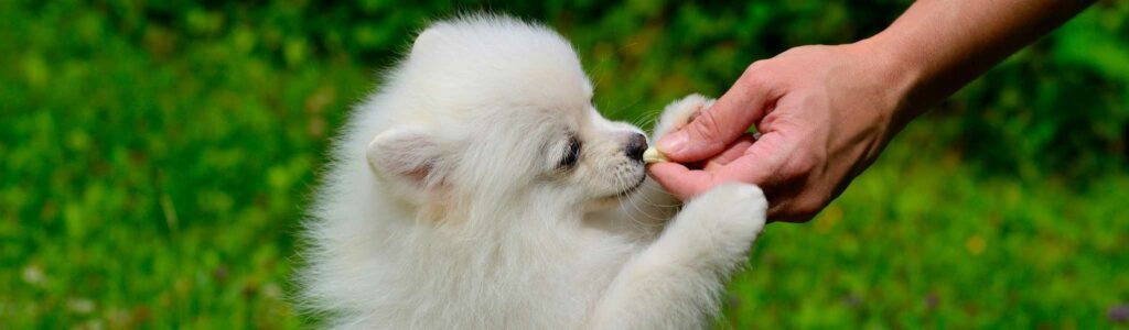 récompenses pour chiens