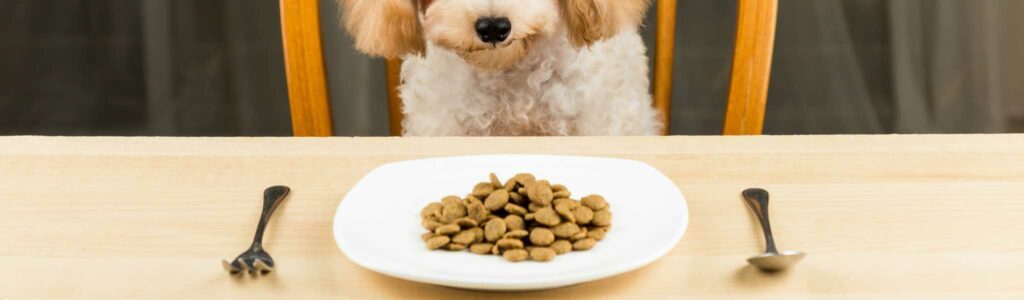 sélection des meilleures croquettes pour chien stérilisé