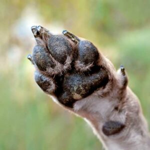 soin coussinets chien avec huile de chanvre