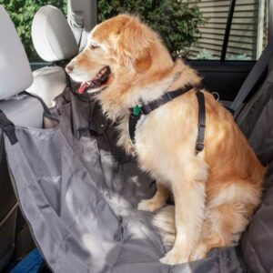 solutions naturelles anti stress chien voiture