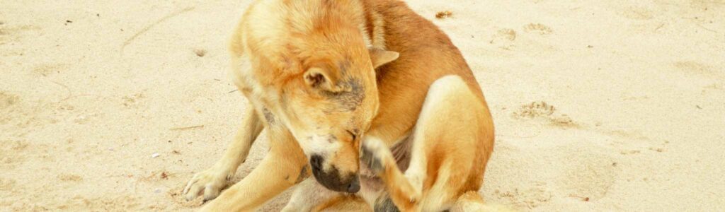 soulager les démangeaisons chez le chien