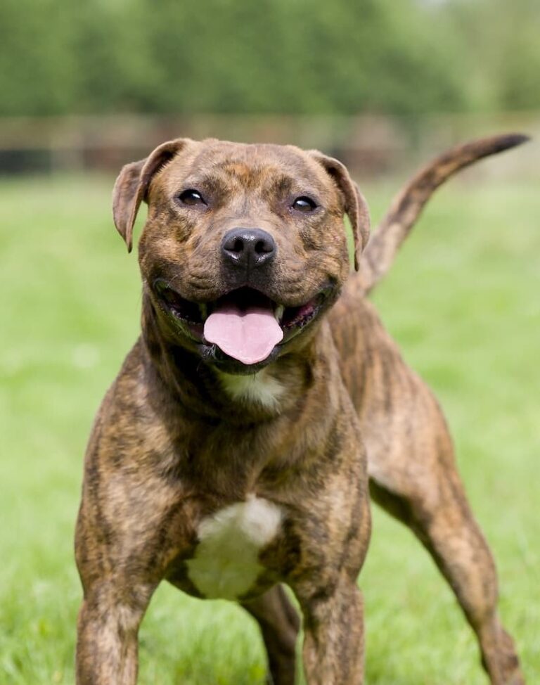 Staffordshire Bull Terrier fauve dans un jardin