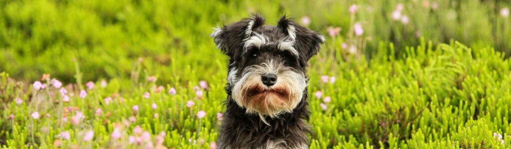 sténose pulmonaire du chien