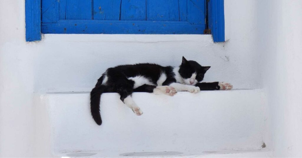 stérilisation chat déroulement