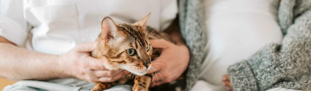 toxoplasmose chat : risques pour l'Homme