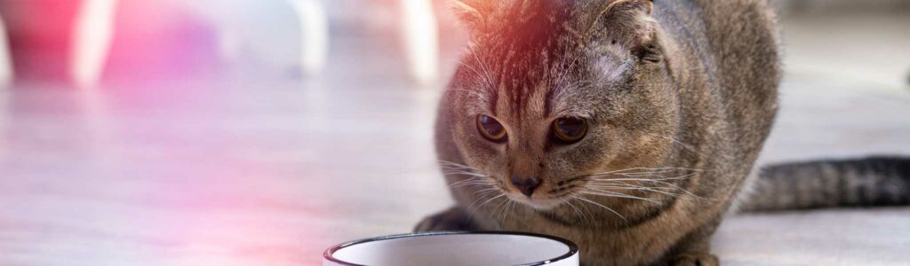 transition alimentaire chez le chat