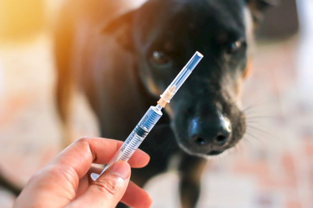 vaccin chien