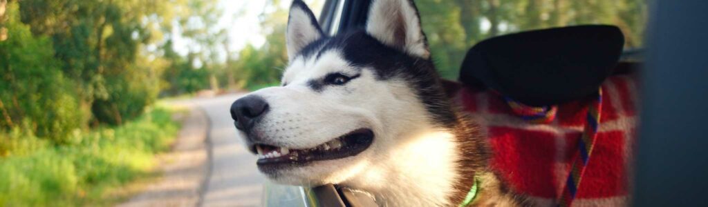 vaccins obligatoires pour voyager avec un chien